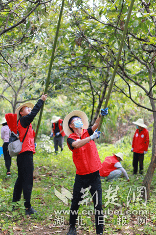|协“栗”扶贫攻坚 300名志愿者赴黄冈方新塆村助远亲