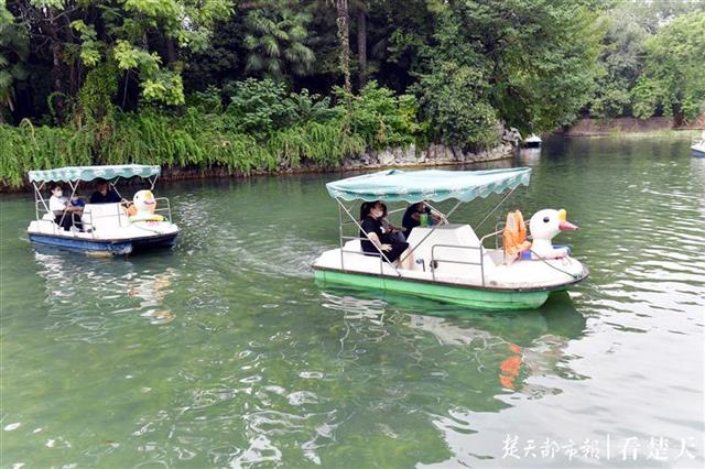 中山公园人工湖现水底“森林”
