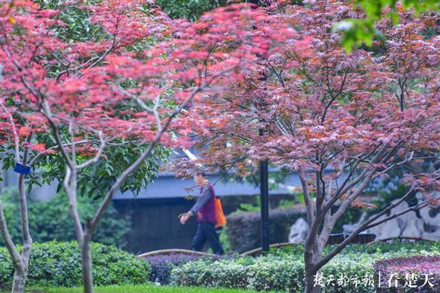 |枫叶流丹映霞红，行于画间好风景！快来中山公园赏红枫吧