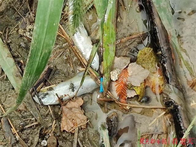 |排水口内水体黑臭，相关部门称不会流入墨水湖