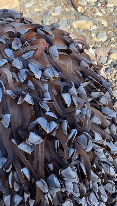 |【9月15日】神评论|一种专治密集恐惧症的海鲜