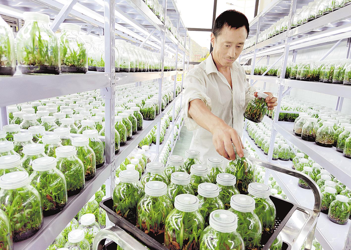 |房县：推动中药材产业高质量发展 带动10万农民增收致富