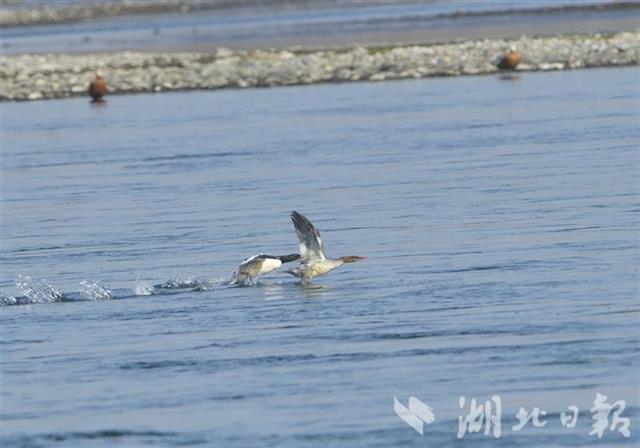 |越冬水鸟651305只湖北101个同步调查点“数鸟”结果公布