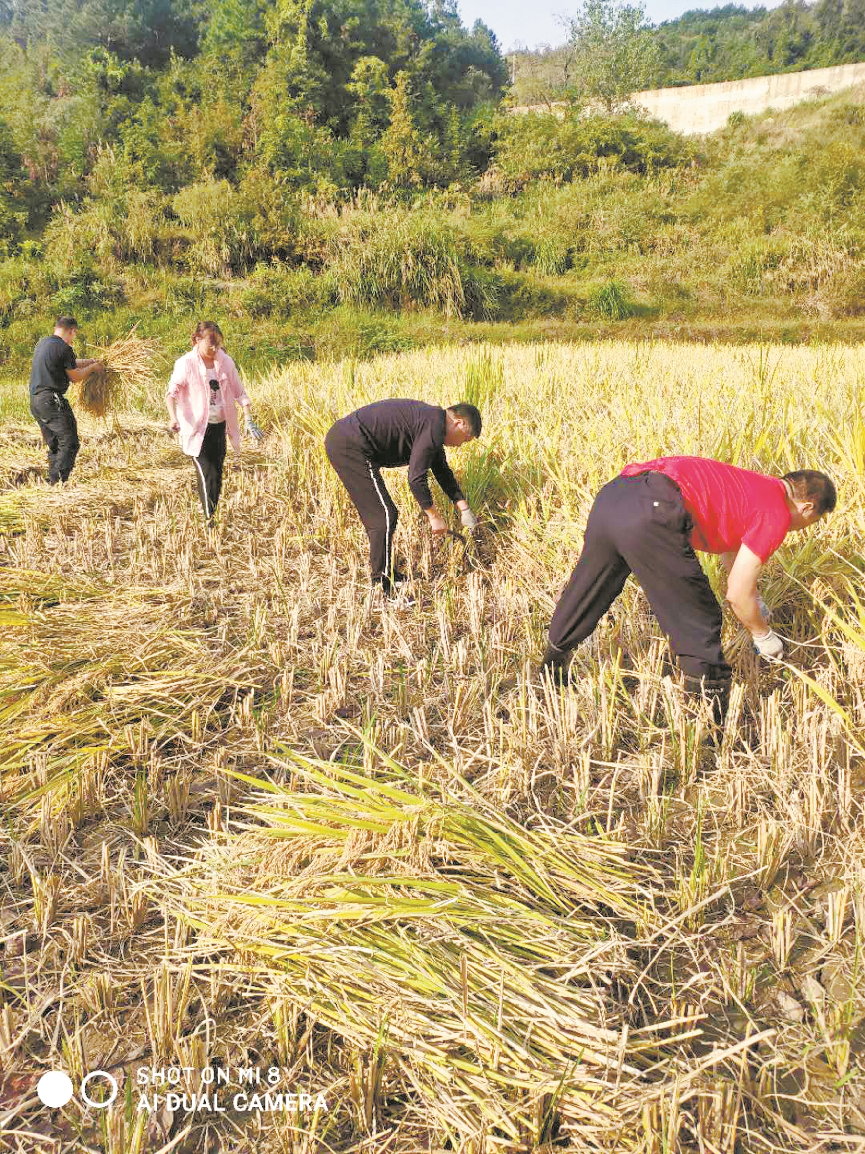 |独居爹爹发病住进了医院 4名扶贫干部下田帮老人收割稻谷（图）