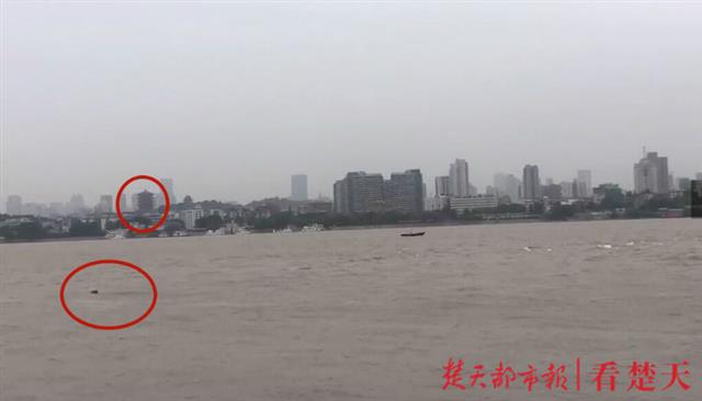 |刚刚！武汉长江里，江豚和黄鹤楼终于同框了！