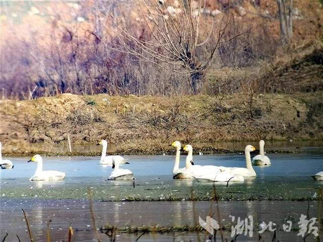 |越冬水鸟651305只湖北101个同步调查点“数鸟”结果公布