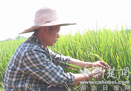 |襄州区明湾村引来灌溉水 水稻丰收村民增收
