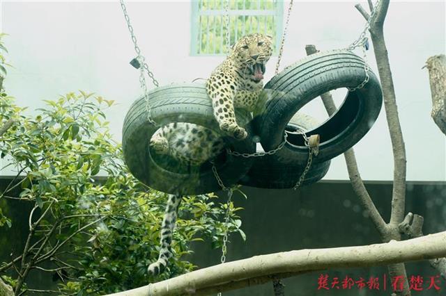 |想与动物小宝宝们同框吗？国庆期间，武汉动物园为你安排上啦！