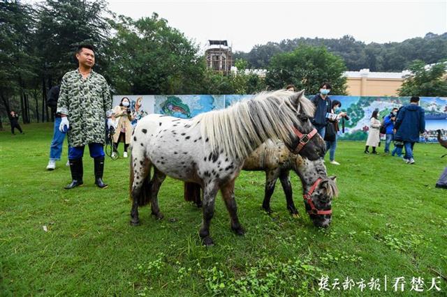 华中最大野生动物园开建 年底前有望去看这里的野生动物