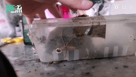 |【9月15日】神评论|一种专治密集恐惧症的海鲜