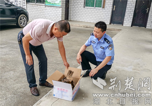 |保康警民暖心救助国家二级保护动物