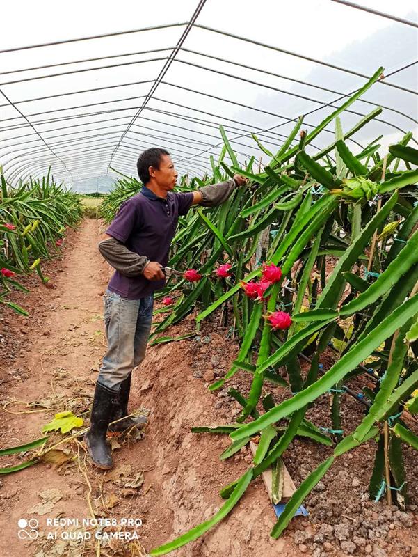 |单日透析双日干活，患尿毒症包下60亩地自救，他的经历感动千万网友