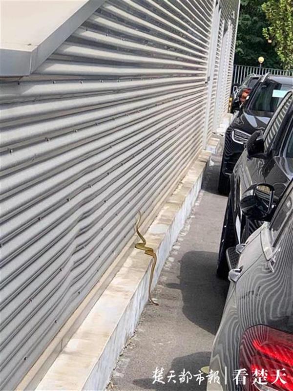 |大蛇“闲逛”4S店，修理工活捉放生