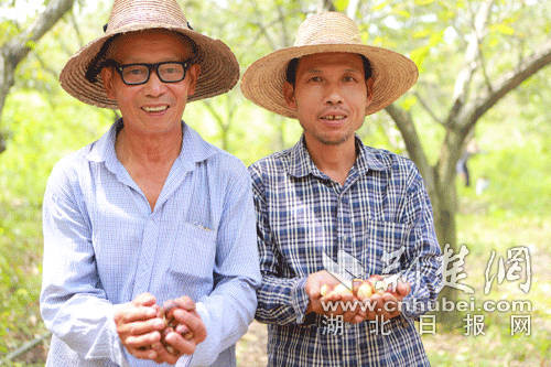 |协“栗”扶贫攻坚 300名志愿者赴黄冈方新塆村助远亲