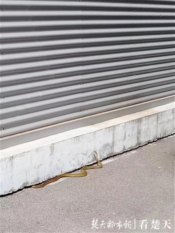 |大蛇“闲逛”4S店，修理工活捉放生