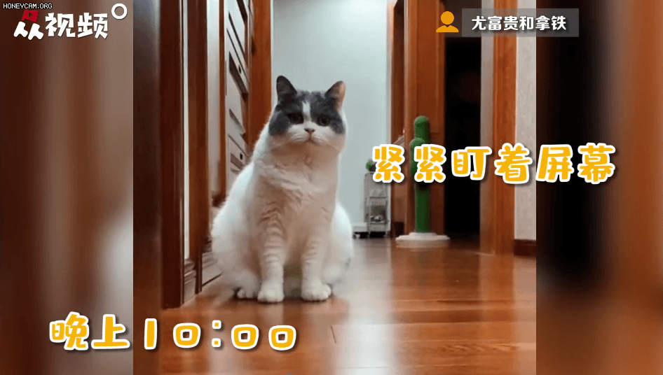 1号站官网神评论|来自喵星人的牵挂