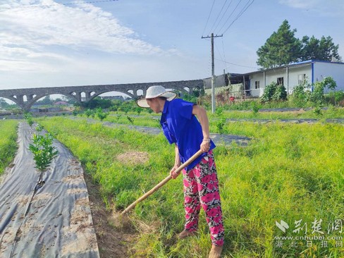 |就业扶贫看鄂州（8）鄂州市樟树岭村：发展产业奔小康