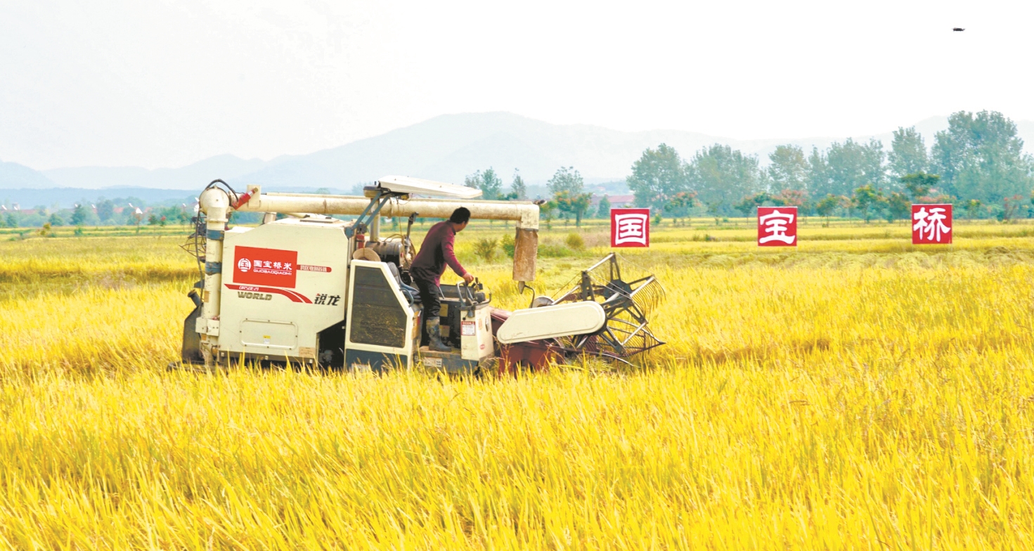 |亩产量达550公斤 田间举办趣味赛 京山农户喜迎桥米丰收