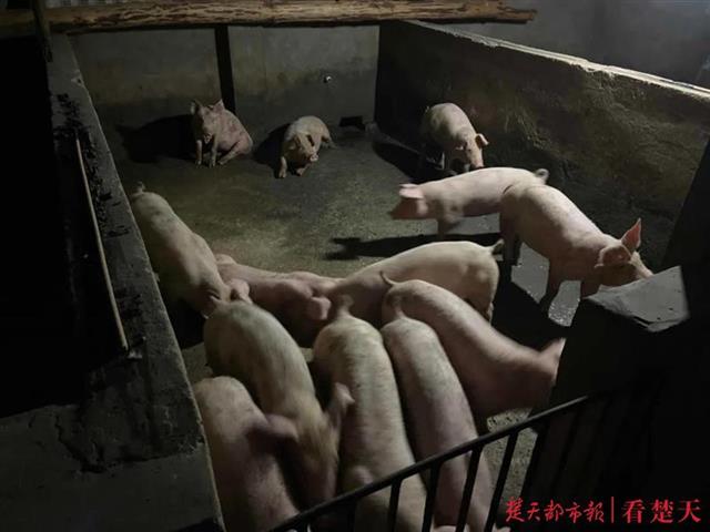 |一个多月内，养猪场丢了100多头生猪！老板：一直没细数……