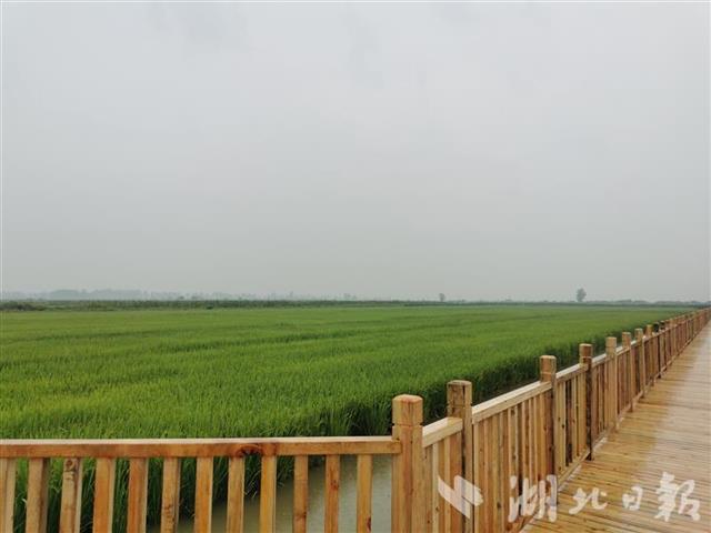 |湖北省垦区累计建成360万亩规模化基地