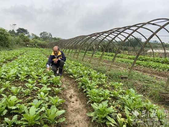 |大冶深入推进“三业”奖补工作 变“输血式”扶贫为“造血式”扶贫