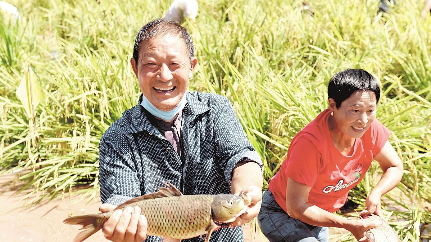 
庆丰收 迎小康 湖北省各地欢庆农民丰收节