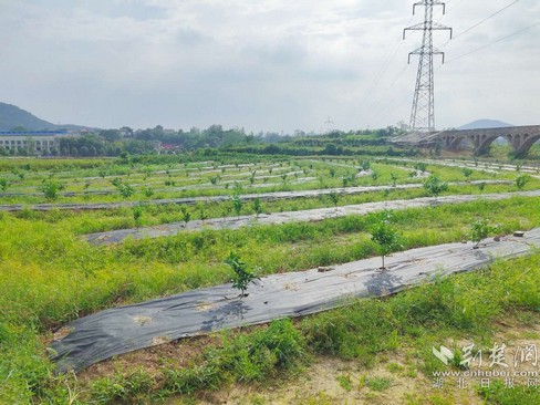 |就业扶贫看鄂州（8）鄂州市樟树岭村：发展产业奔小康