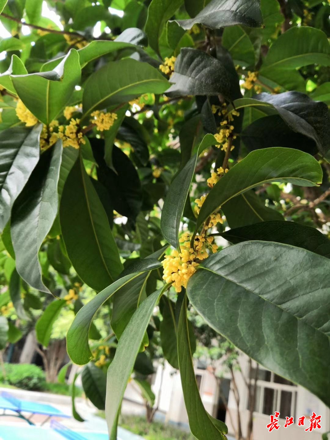 今晚小雨来“报到”，满城桂花香中迎国庆中秋