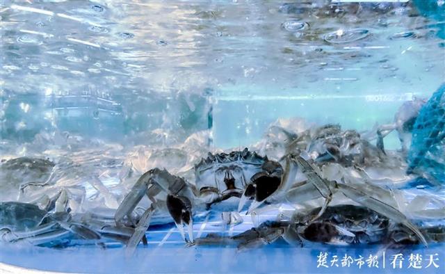 |8元螃蟹还可送货到家武汉开启性价比最高吃蟹季