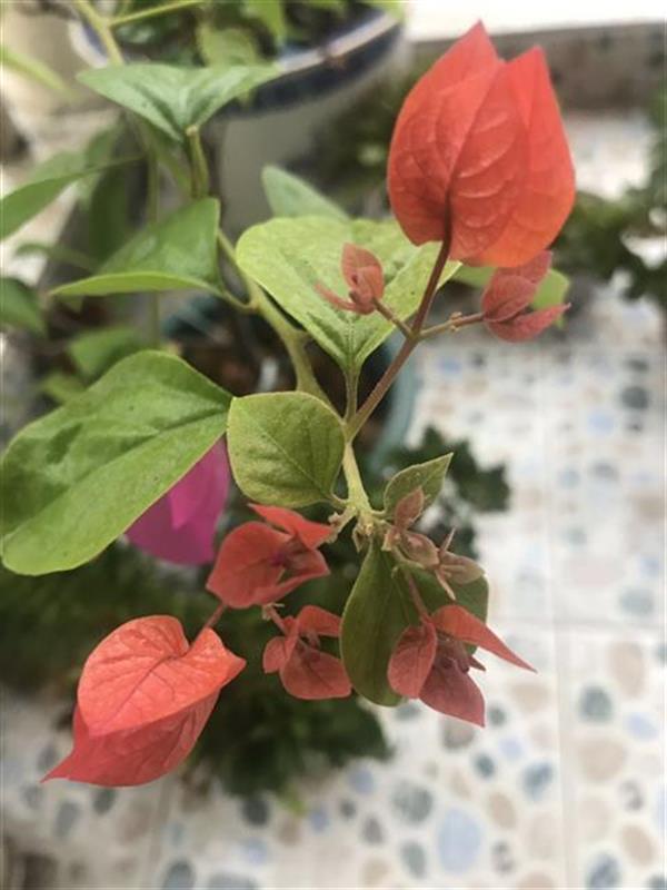 |秋分，湖北已提前入秋！只待满树桂花一笑开