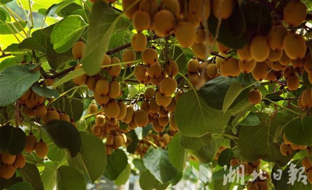 |猕猴桃试吃员招募！甜到犯规的、麻辣味的、带皮吃的……快来报名