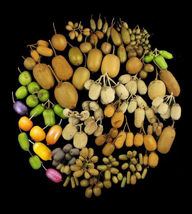 |猕猴桃试吃员招募！甜到犯规的、麻辣味的、带皮吃的……快来报名