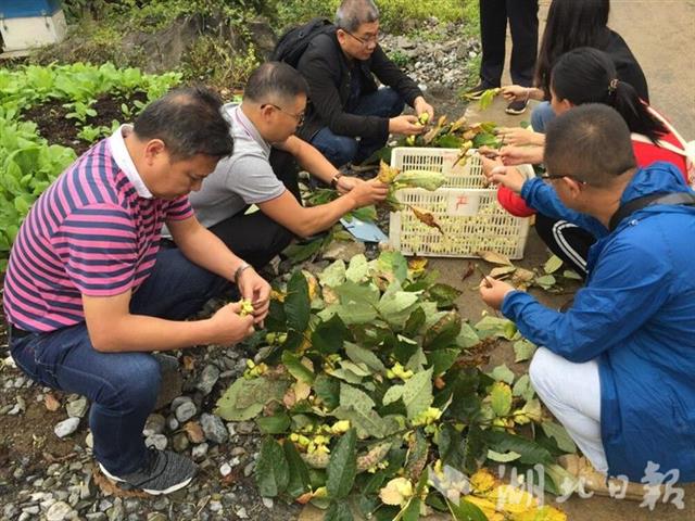 |湖北五倍子项目通过科技部认定