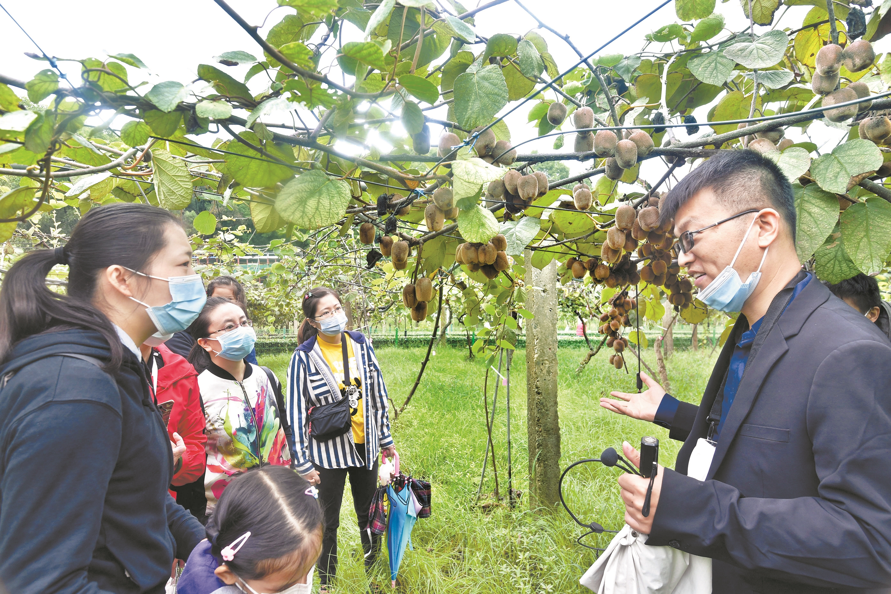 |武汉植物园猕猴桃种类达66个 火辣辣的猕猴桃你尝过没