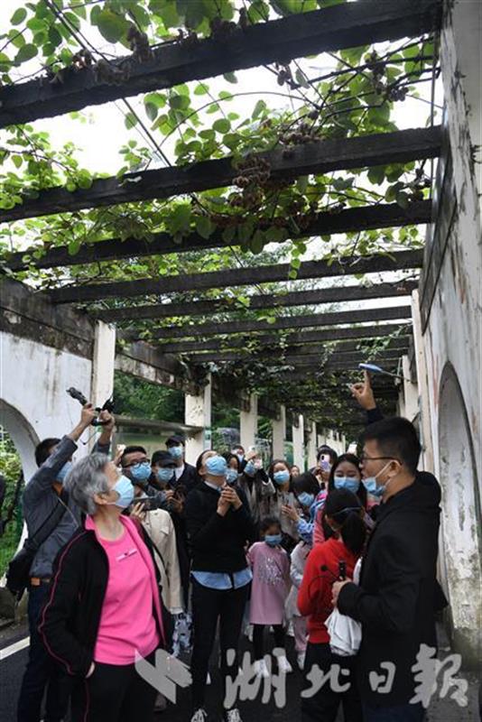 |国家猕猴桃种质资源圃“科普开放月”启动 本报读者探秘猕猴桃“奇异”家族