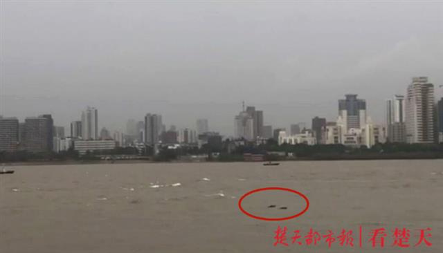 |刚刚！武汉长江里，江豚和黄鹤楼终于同框了！