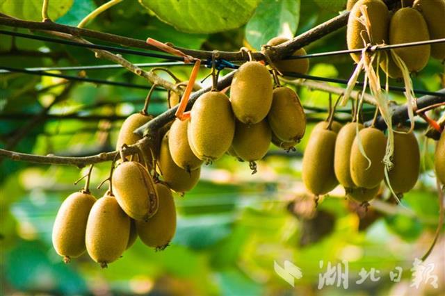 |猕猴桃试吃员招募！甜到犯规的、麻辣味的、带皮吃的……快来报名