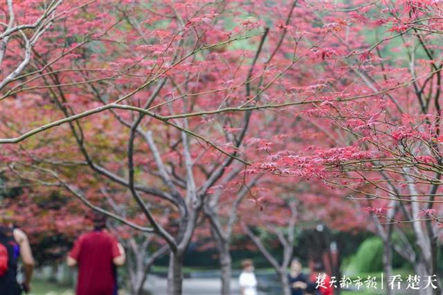 |枫叶流丹映霞红，行于画间好风景！快来中山公园赏红枫吧