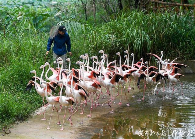 华中最大野生动物园开建 年底前有望去看这里的野生动物
