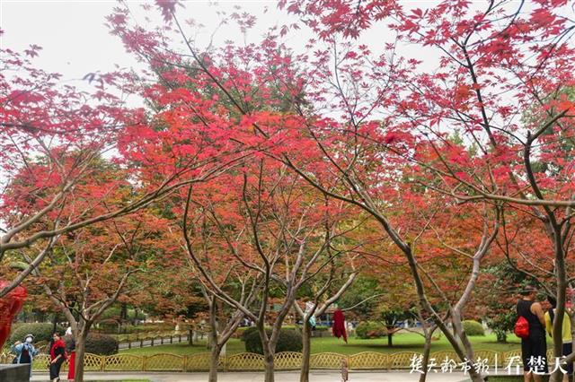 |枫叶流丹映霞红，行于画间好风景！快来中山公园赏红枫吧