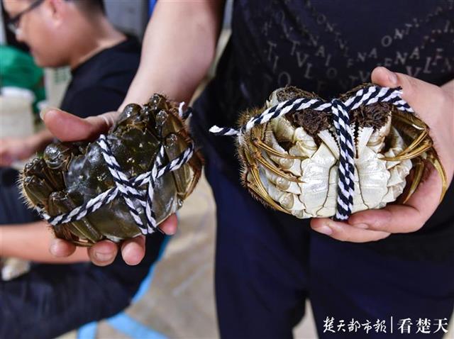 |划算！蟹农抢黄金周集中出货，在武汉，5元一只的螃蟹“岔”着吃