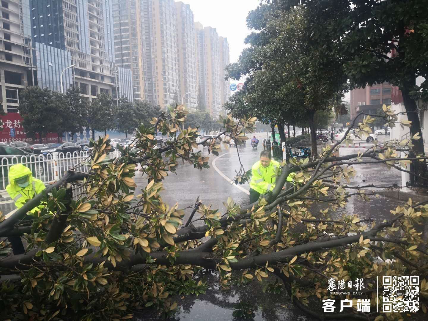 |大树倾倒成“拦路虎” 民警冒雨处置保畅通