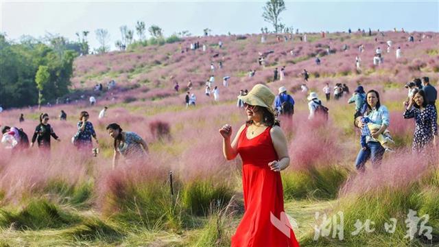 |武汉光谷粉红花海正值盛花期