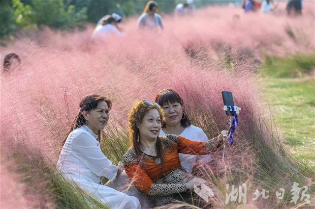 |武汉光谷粉红花海正值盛花期