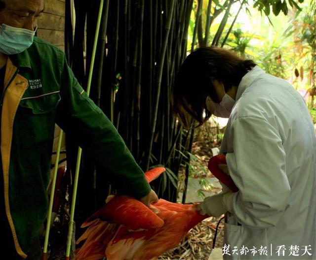 |火烈鸟接种疫苗发”火“！饲养员不为所动说是啄成“免疫”了