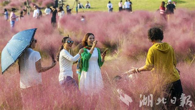 |武汉光谷粉红花海正值盛花期