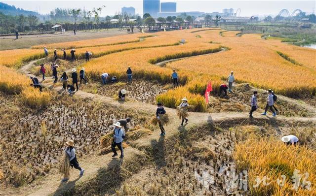 接地气!武汉大学生走进田间干农活