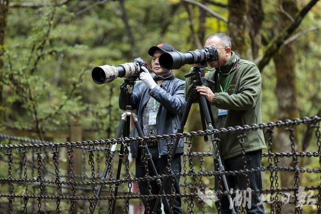 |秘境寻飞羽，第二届“神农架国家公园杯”观鸟大赛开幕