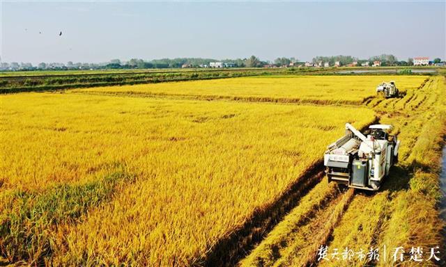 |中晚稻长势良好质量优于往年?武汉粮食企业敞开收购农民余粮