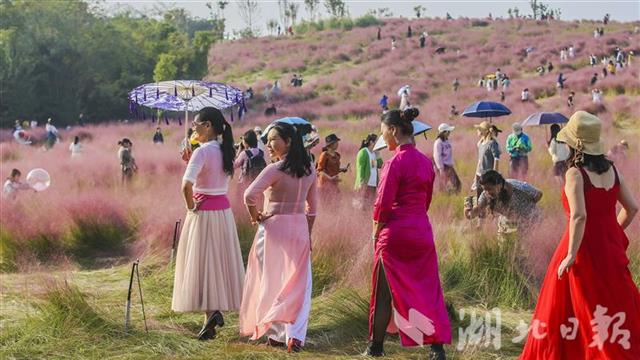 |武汉光谷粉红花海正值盛花期